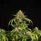 Preview: Apple Fritter Auto (Autoflowering Indica)